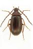 Hymenalia rufipes